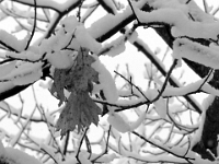 34250CrBwLe - It's a glorious winter wonderland!   Each New Day A Miracle  [  Understanding the Bible   |   Poetry   |   Story  ]- by Pete Rhebergen